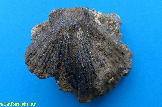 Sectipecten wollastoni