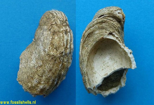 Crepidula species