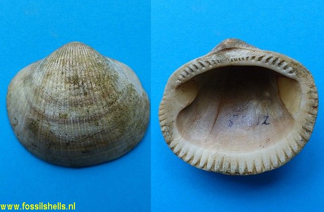 Glycymeris species