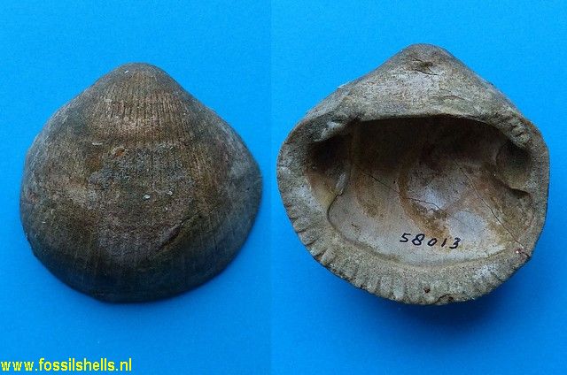 Glycymeris rangatira