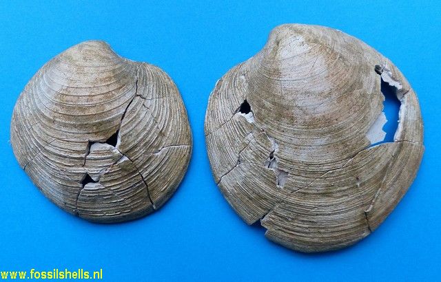 Dosinia bensoni