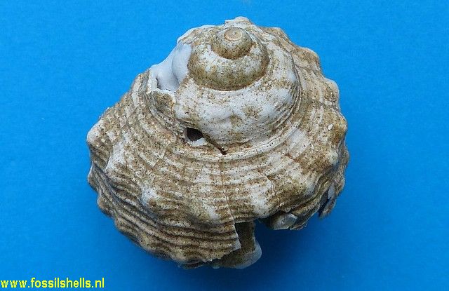 Echinophora pollens