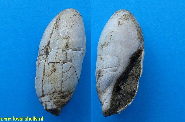 Amalda species
