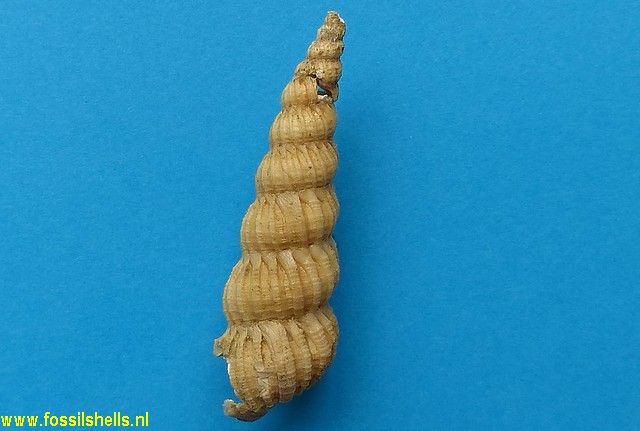 Cirsotrema species