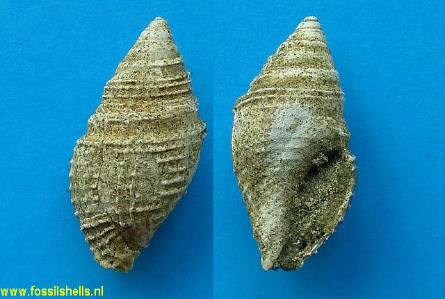Austrotoma species