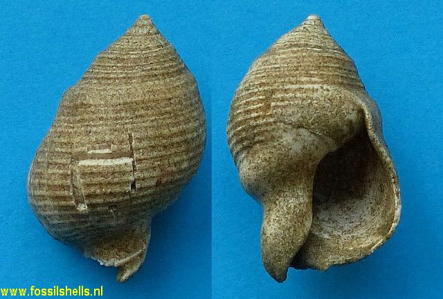 Zelandiella fatua
