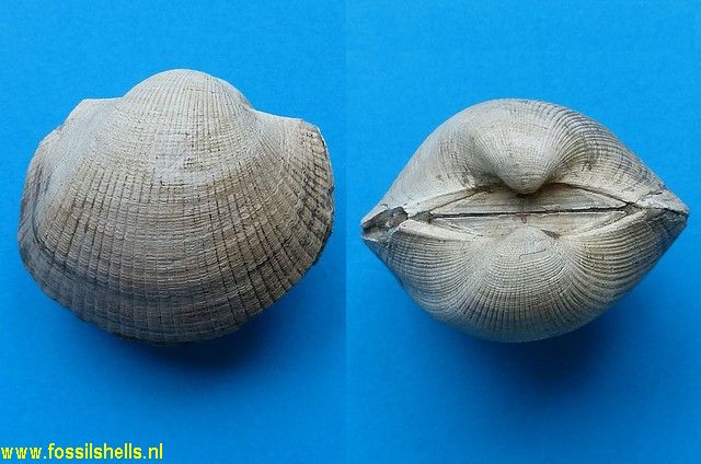 Cucullaea species