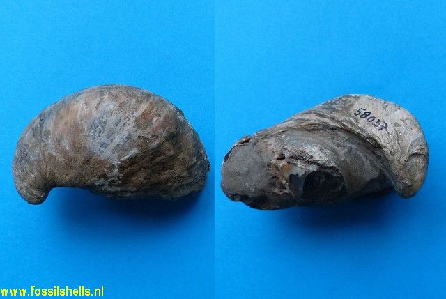 Crepidula radiata