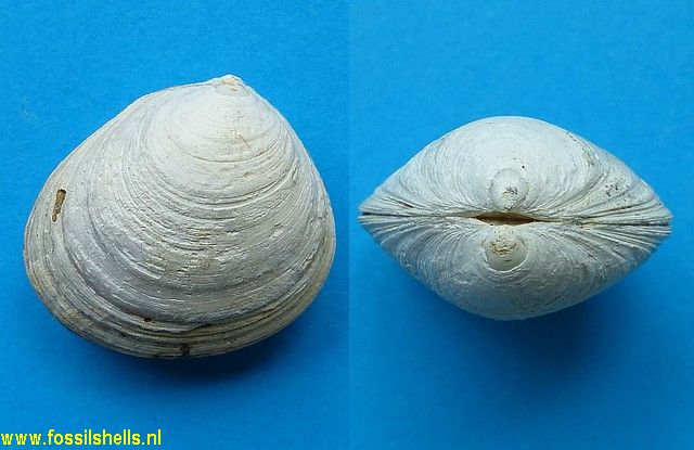 Limopsis species