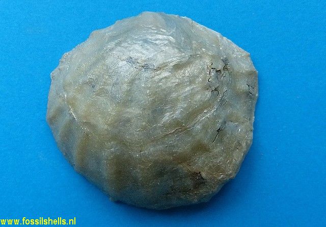 Anomia species
