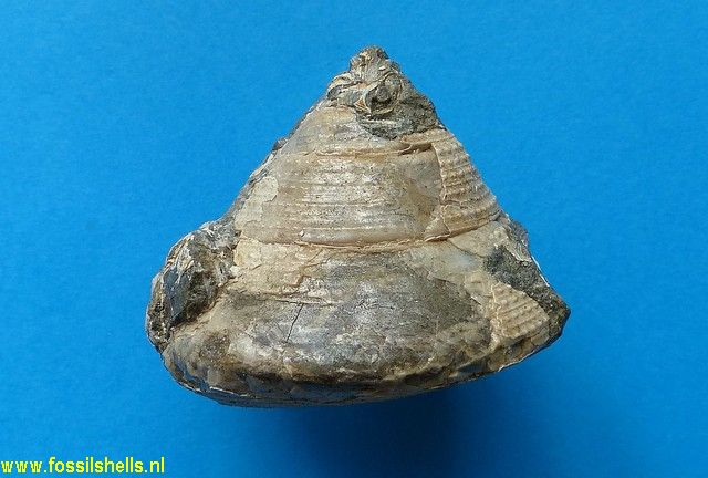 Calliostoma hawera