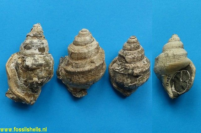 Struthiolaria dolorosa