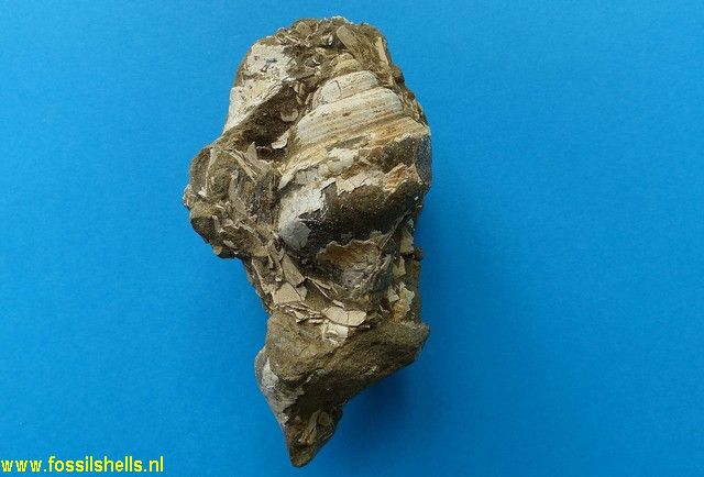 Struthiolaria dolorosa