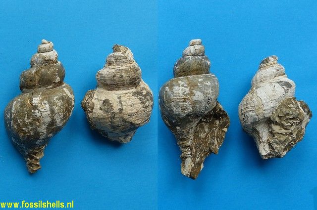 Buccinulum species