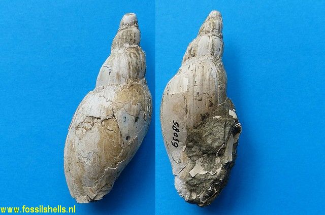 Alcithoe haweraensis