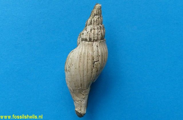 Alcithoe gatesi
