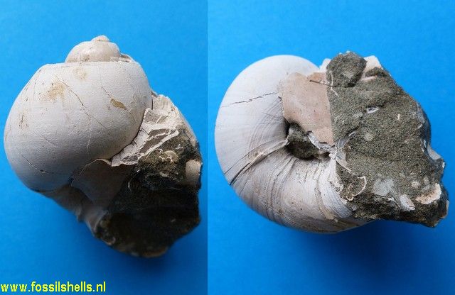 Polinices waipipiensis