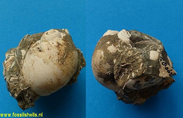 Polinices waipipiensis