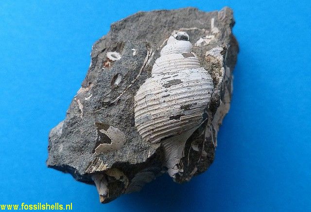 Zelandiella fatua