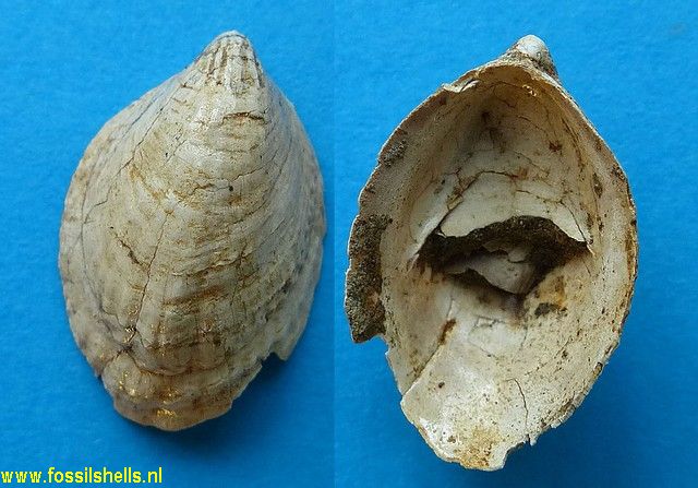 Crepidula species
