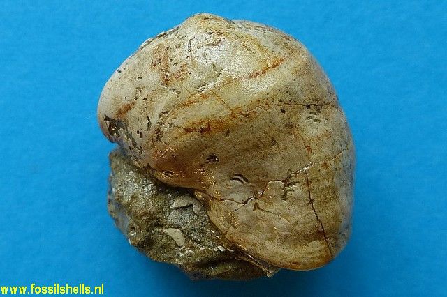 Crepidula species