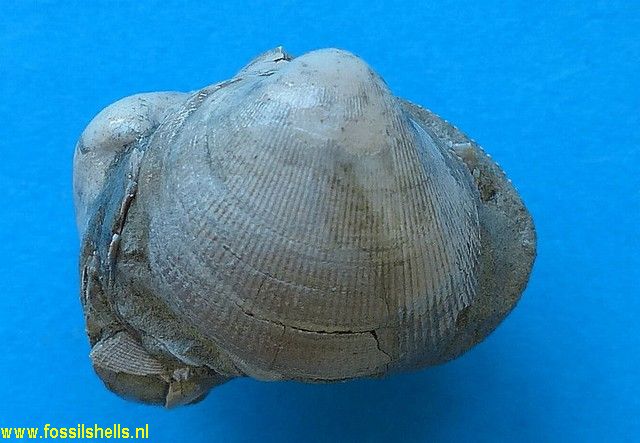 Nemocardium quinarium