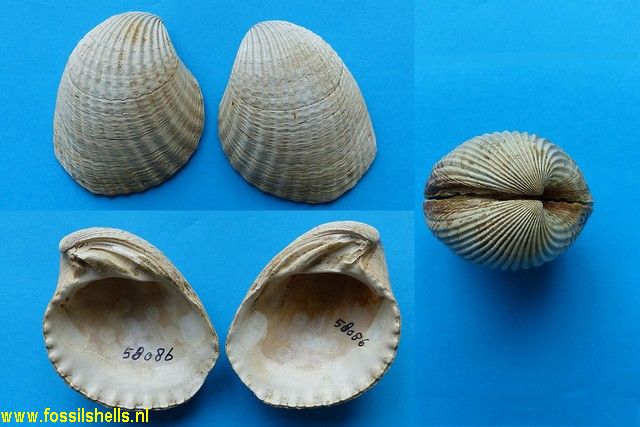 Cyclocardia christliei