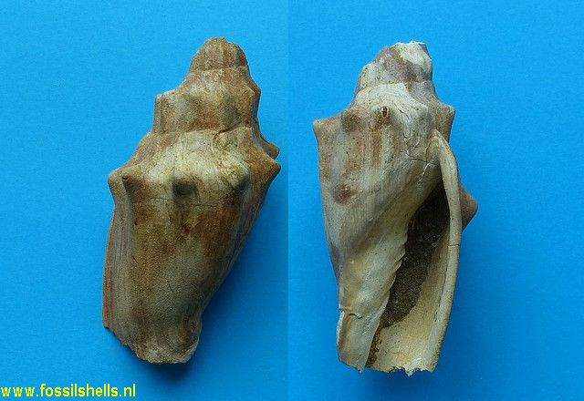 Alcithoe species