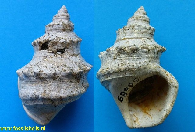 Struthiolaria prior