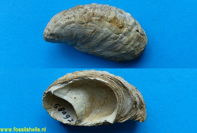 Crepidula radiata