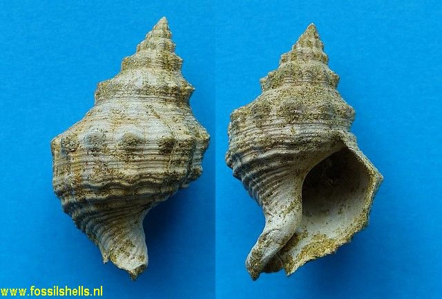 Austrofusus affiliatus