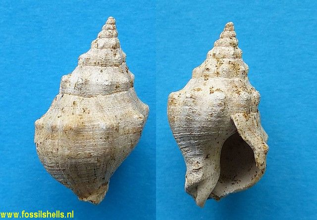 Cominella denselirata