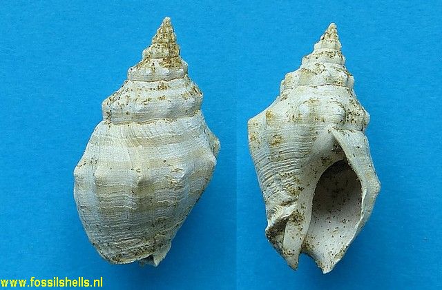 Cominella chattonensis