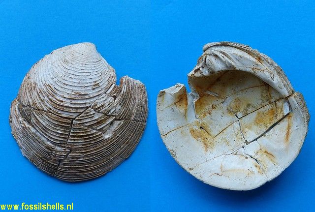 Dosinia sodalis