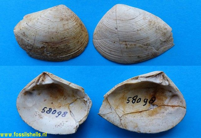 Spissatella subobesa