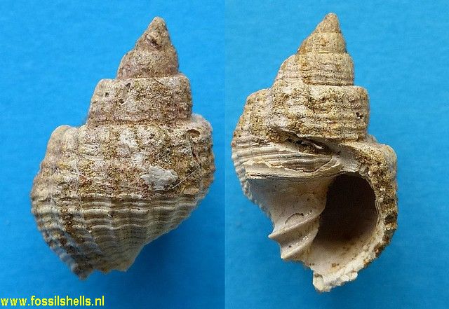 Scalptia christiei
