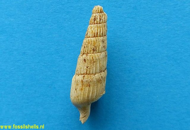 Zeacuminia species