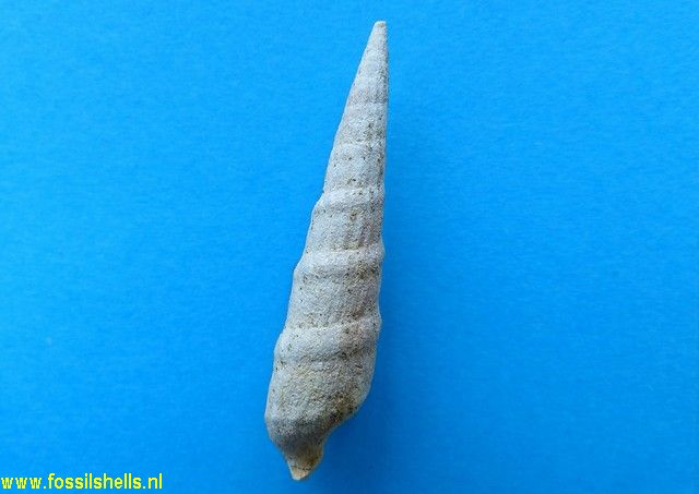 Zeacuminia transitorsa