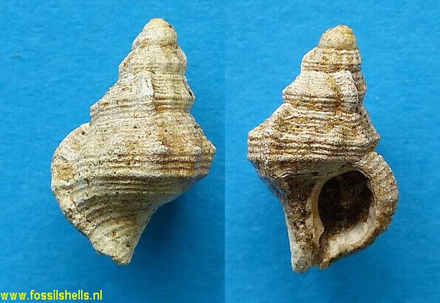 Austrotriton species