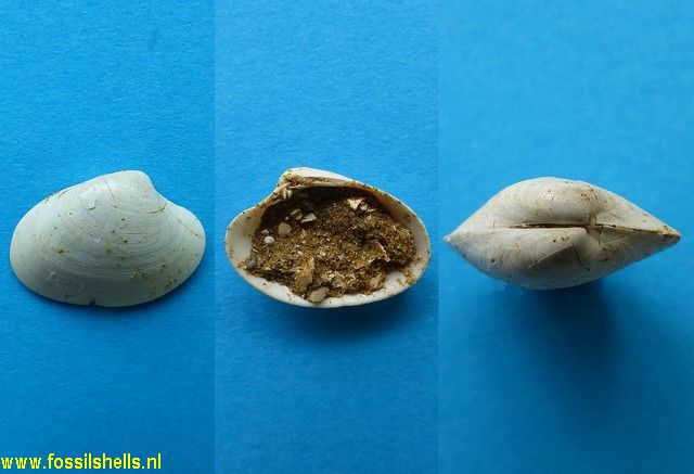 Notocallista watti