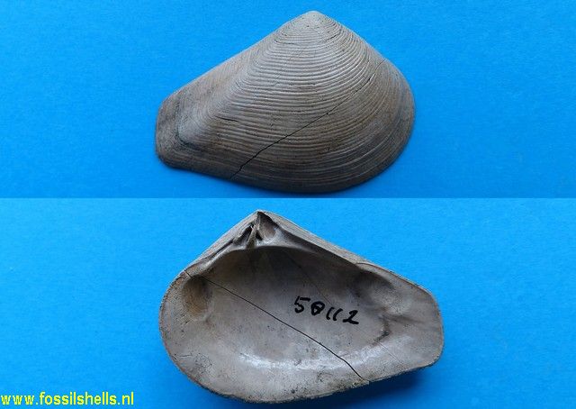 Spissatella subobesa