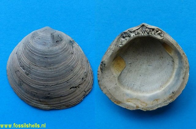 Limopsis parma