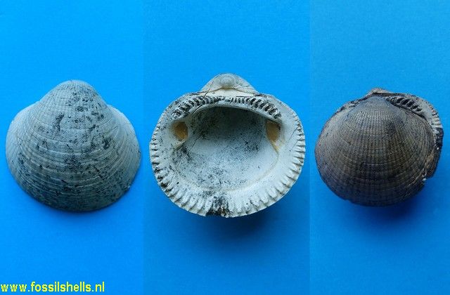 Glycymeris species