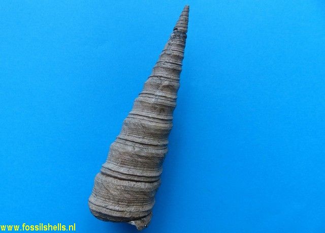 Tropicolpus healyi