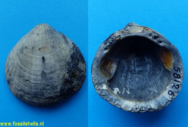 Tucetona lornensis