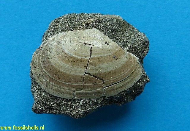 Tellina species