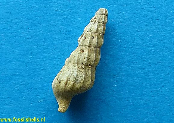 Terebra species