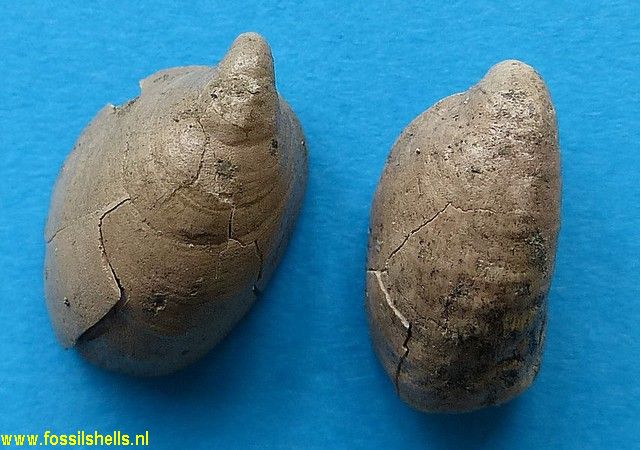 Crepidula species