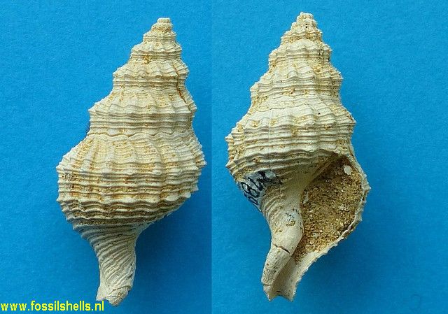 Austrofusus species