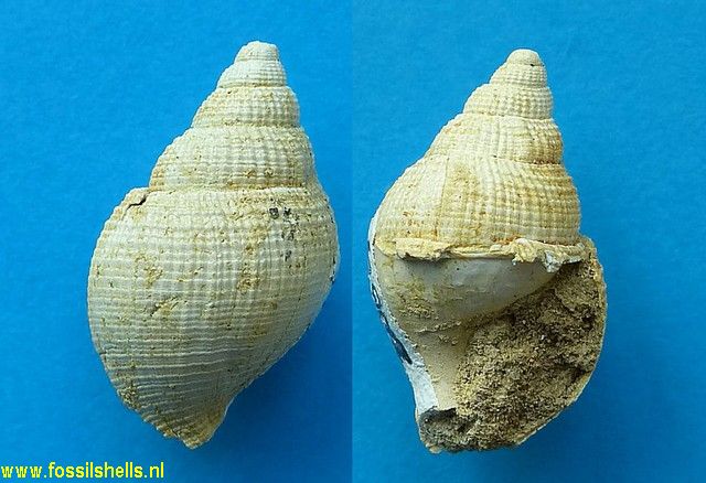 Colubraria species